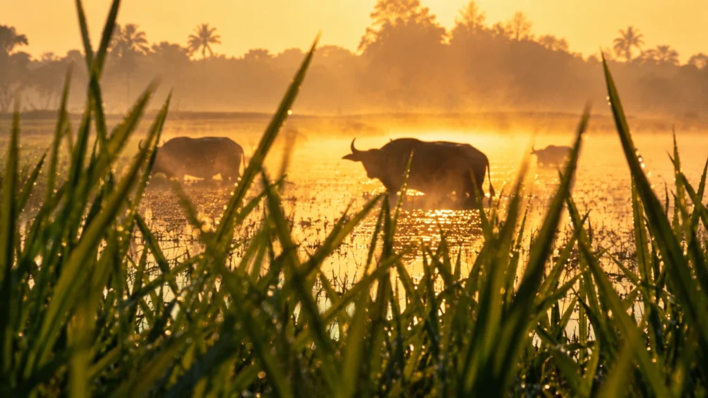 Water buffalo in morning mist illustrating filming with animals in Thailand